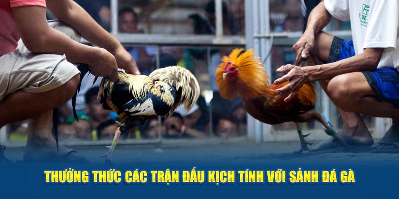 Thưởng thức các trận đấu kịch tính với sảnh đá gà