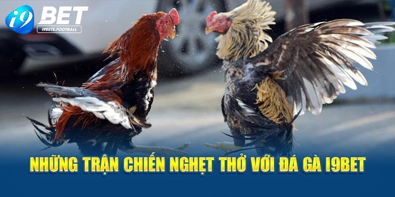 Thưởng thức các trận chọi kê hấp dẫn không thể rời mắt